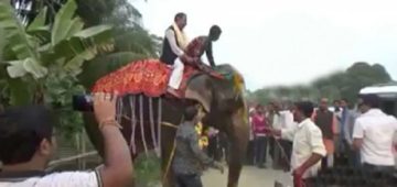 speaker of Assam assembly Kripanath Mallah falls off an elephant.