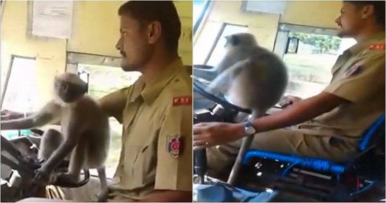 monkey-drives-karnataka-bus